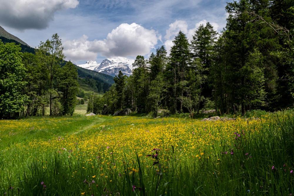 B&B Eco Chalet Merlet Champoluc Exteriér fotografie